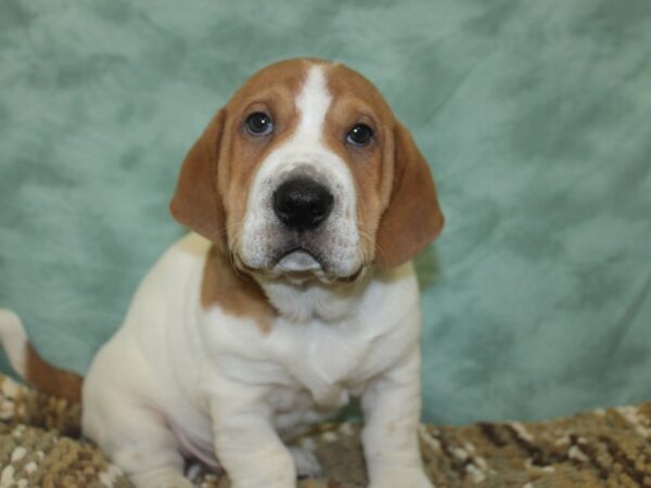 Walrus-DOG-Male-Red & White-8301-Petland Dalton, Georgia