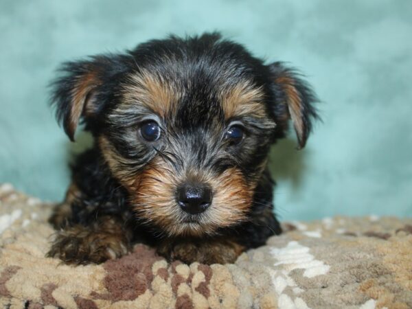 Morkie DOG Female BLK TAN 8307 Petland Dalton, Georgia