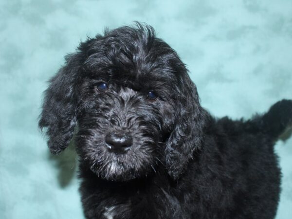 F2 ST Goldendoodle DOG Female Black 18699 Petland Dalton, Georgia