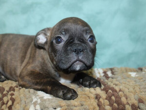 Frenchton-DOG-Male-BRINDLE-18706-Petland Dalton, Georgia