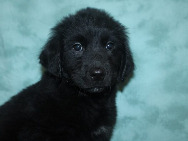 Goldendoodle DOG Female black 18698 Petland Dalton, Georgia