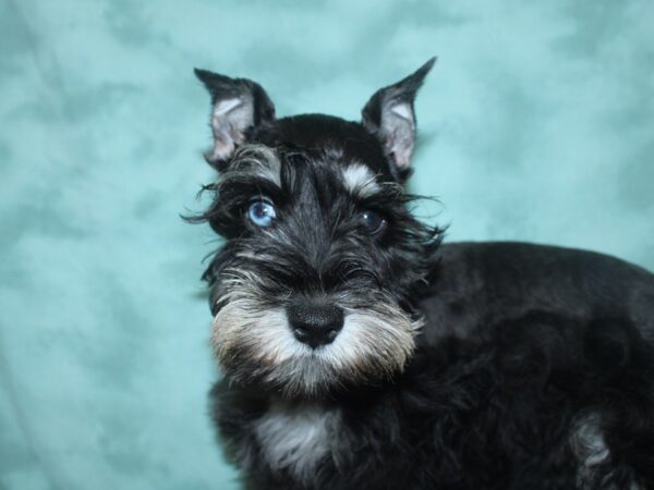 Miniature Schnauzer DOG Male Black / Silver 18687 Petland Dalton, Georgia