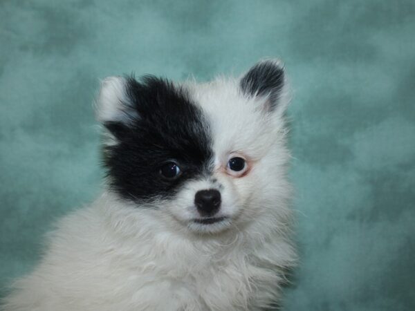 Pomeranian DOG Female BLK WH 18705 Petland Dalton, Georgia