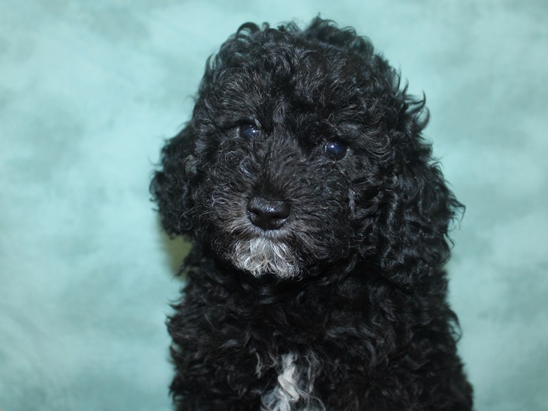 Poodle Puppy PHANTOM ID:18700 Located at Petland Dalton, Georgia