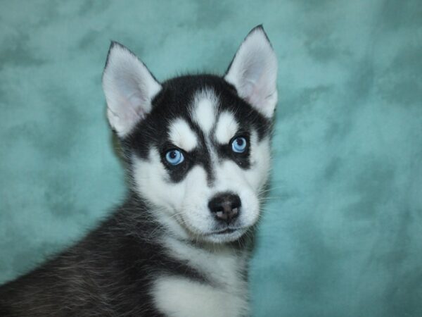 Siberian Husky DOG Female Black & White 18695 Petland Dalton, Georgia