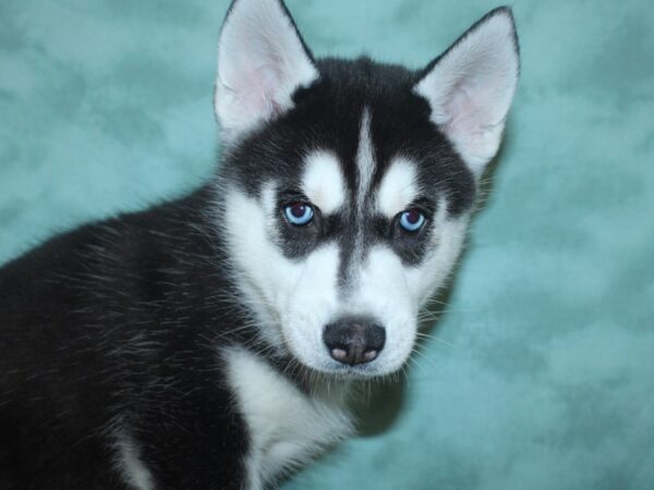 Siberian Husky DOG Male Black & White 18697 Petland Dalton, Georgia