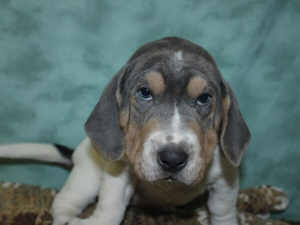 Walrus DOG Female Blue Lilac 18694 Petland Dalton, Georgia