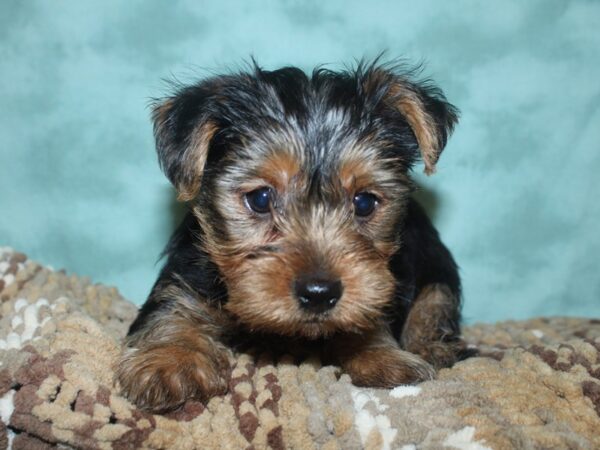 Yorkshire Terrier DOG Male BLK TAN 18703 Petland Dalton, Georgia