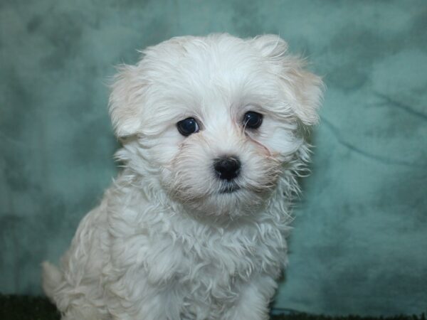 Maltese DOG Male WHITE 18712 Petland Dalton, Georgia