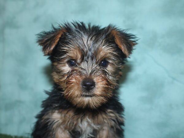 Yorkshire Terrier DOG Female BLK TAN 18711 Petland Dalton, Georgia