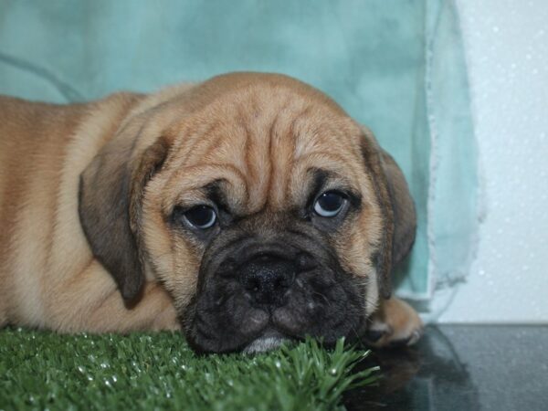 Bull Puggle-DOG-Male-FAWN-18710-Petland Dalton, Georgia