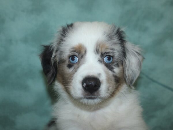 Mini Aussie DOG Male BLUE MERLE 18709 Petland Dalton, Georgia