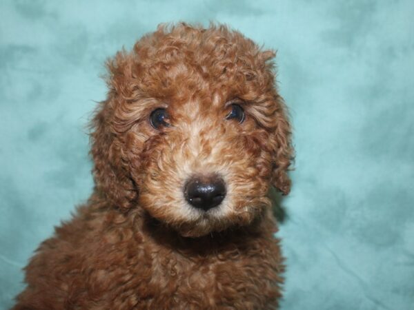 Miniature Goldendoodle DOG Male Red 18708 Petland Dalton, Georgia