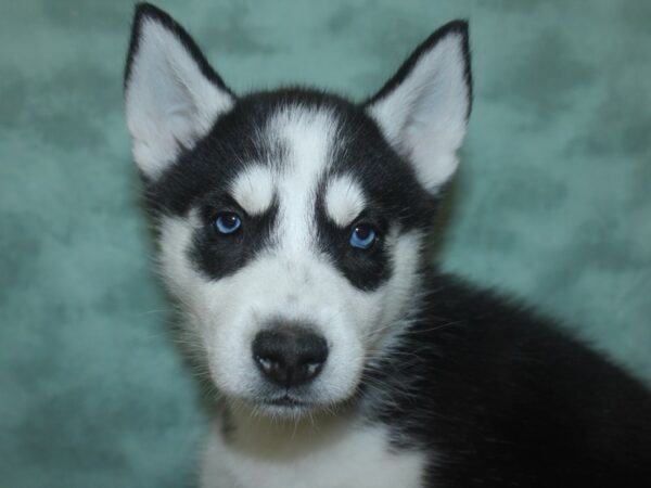 Siberian Husky DOG Male Black & White 18707 Petland Dalton, Georgia