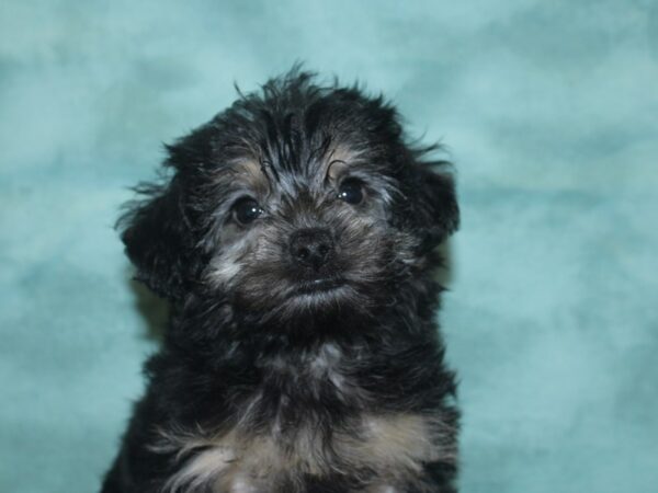 Yorkiepoo DOG Female BLK TAN 8315 Petland Dalton, Georgia