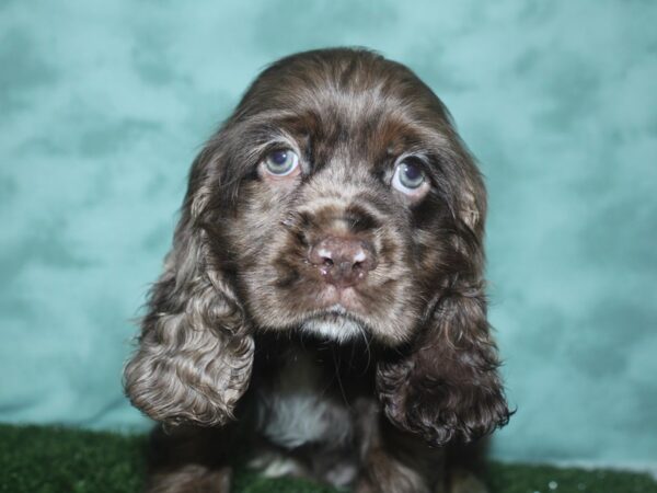 Cocker Spaniel DOG Male CHOC MERLE 18735 Petland Dalton, Georgia