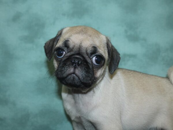 Pug DOG Female FAWN 18734 Petland Dalton, Georgia