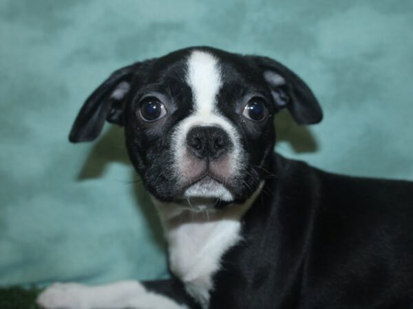 Boston Terrier DOG Female BLK WHITE 18733 Petland Dalton, Georgia