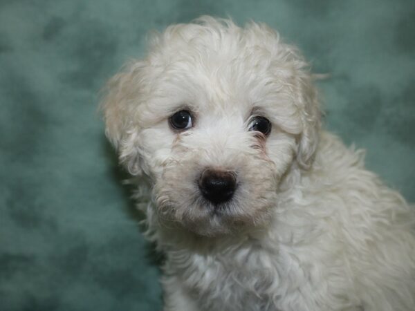 Bichon Frise DOG Male White 18732 Petland Dalton, Georgia