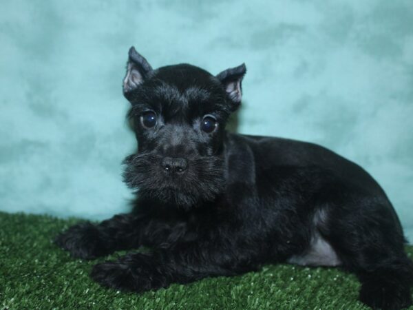 Miniature Schnauzer DOG Female BLACK 18731 Petland Dalton, Georgia