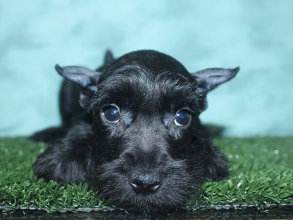 Miniature Schnauzer DOG Male BLACK 18730 Petland Dalton, Georgia