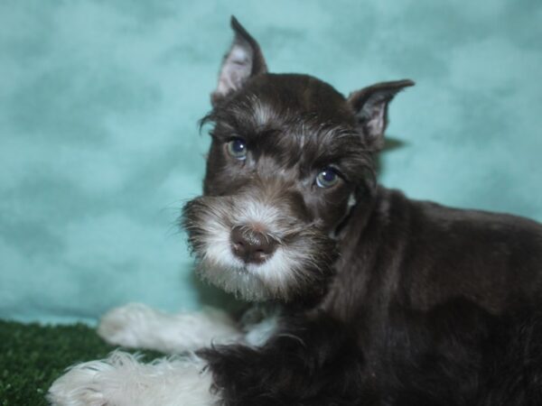 Miniature Schnauzer DOG Female liver white 18729 Petland Dalton, Georgia