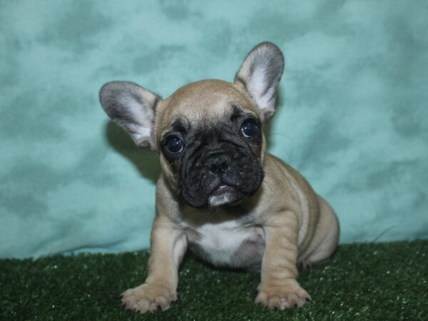 French Bulldog DOG Female FAWN 18724 Petland Dalton, Georgia