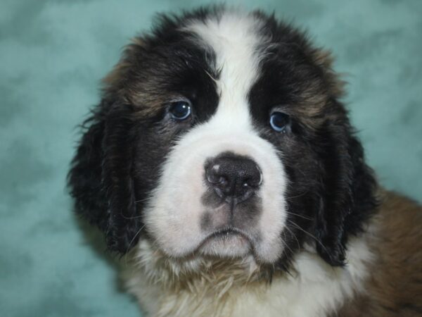 Saint Bernard DOG Male Sable & White 18723 Petland Dalton, Georgia