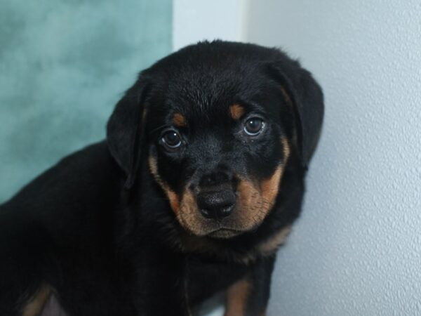 Rottweiler DOG Female Black & Tan 18722 Petland Dalton, Georgia