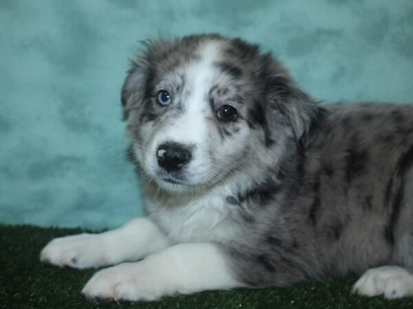 Aussimo DOG Male Blue Merle 18721 Petland Dalton, Georgia