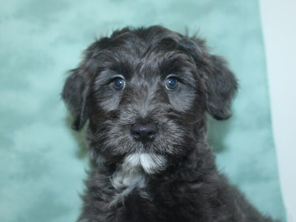 Havapoo DOG Female Gray 18720 Petland Dalton, Georgia