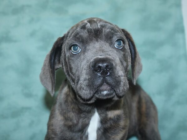 Cane Corso DOG Female Blue Brindle 18719 Petland Dalton, Georgia