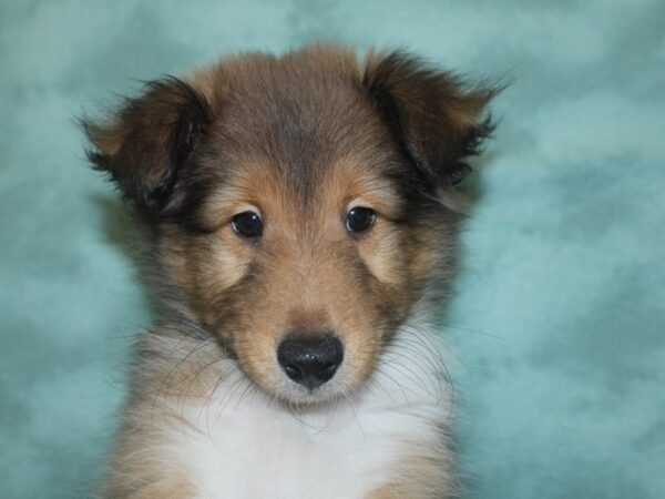 Shetland Sheepdog DOG Male Sable / White 18718 Petland Dalton, Georgia