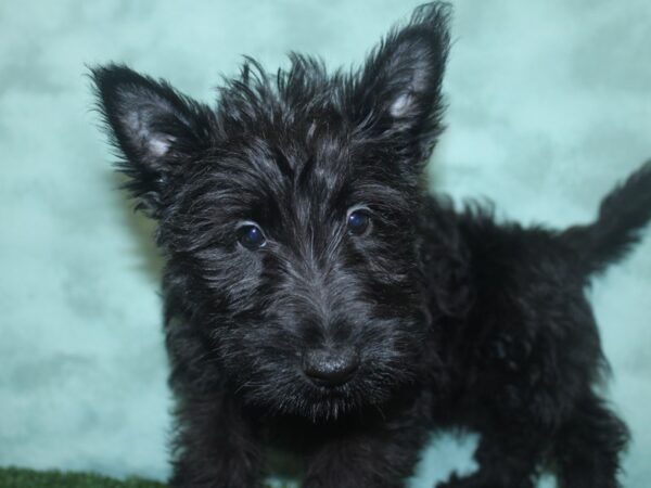 Scottish Terrier-DOG-Female-Black-18717-Petland Dalton, Georgia