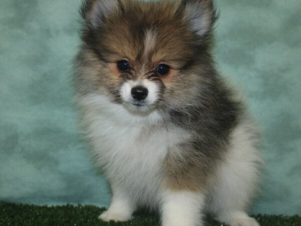 Pomeranian DOG Male Sable / White 18716 Petland Dalton, Georgia