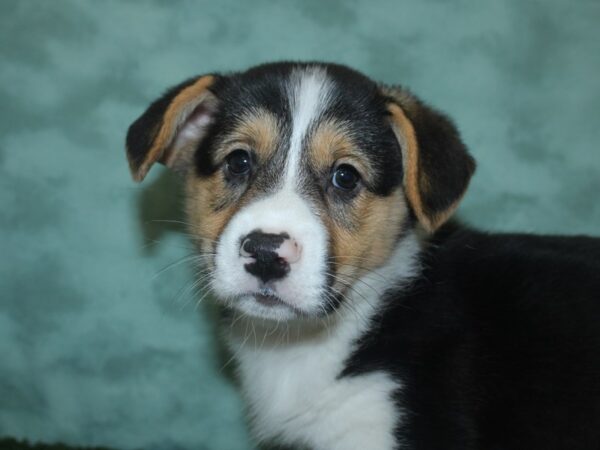 Pembroke Welsh Corgi DOG Male Black 18715 Petland Dalton, Georgia