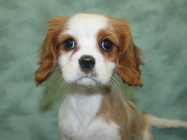 Cavalier King Charles Spaniel DOG Female Blenheim 18714 Petland Dalton, Georgia