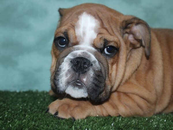 Bulldog DOG Male Red / White 18713 Petland Dalton, Georgia