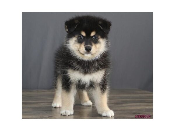 Pomsky DOG Male Black / Tan 8328 Petland Dalton, Georgia