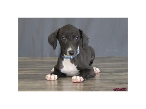 Italian Greyhound DOG Male Black / White 8329 Petland Dalton, Georgia