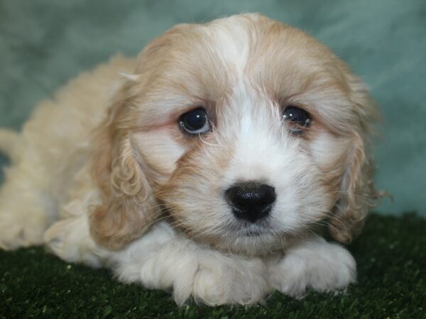 Cavachon DOG Male RUBY 18739 Petland Dalton, Georgia