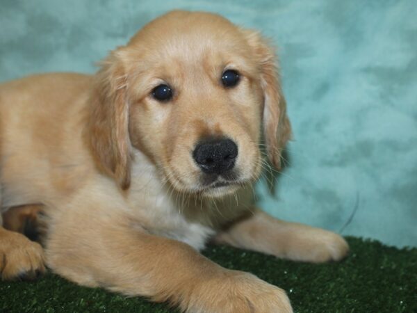 Golden Retriever DOG Male Golden 18737 Petland Dalton, Georgia