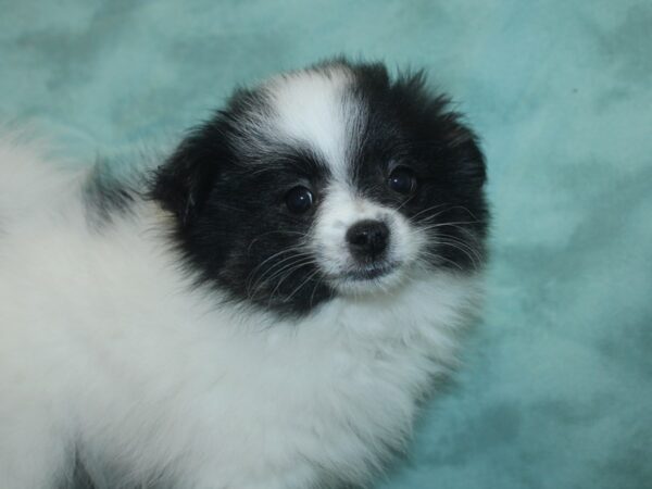 Pomeranian DOG Female BLK WHITE 18740 Petland Dalton, Georgia