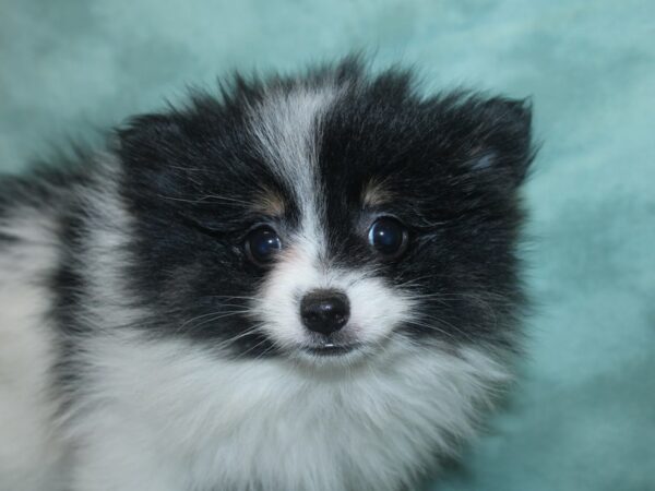 Pomeranian DOG Male BLK WHITE 18741 Petland Dalton, Georgia