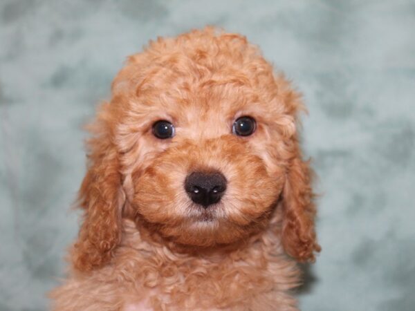 F2 MINI GOLDENDOODLE DOG Male Golden 8331 Petland Dalton, Georgia