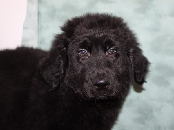 German Shepherd/Golden Retriever DOG Male Black 8330 Petland Dalton, Georgia