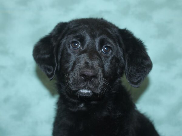 Germandoodle DOG Female Black 18747 Petland Dalton, Georgia