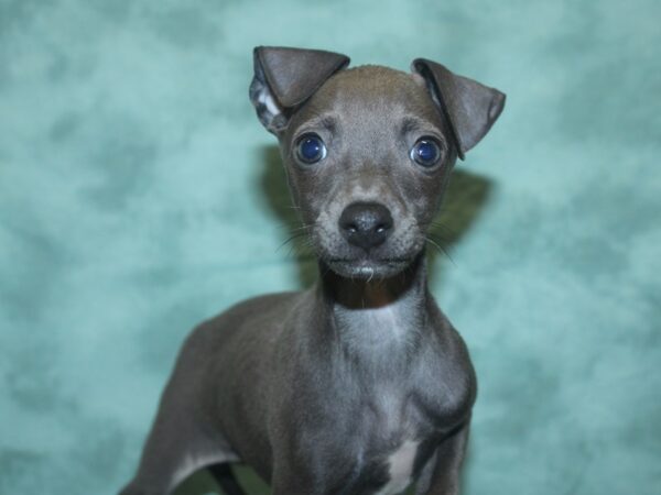 Italian Greyhound DOG Female Blue 18746 Petland Dalton, Georgia