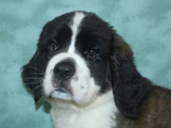 Saint Bernard DOG Female Brown / White 18744 Petland Dalton, Georgia