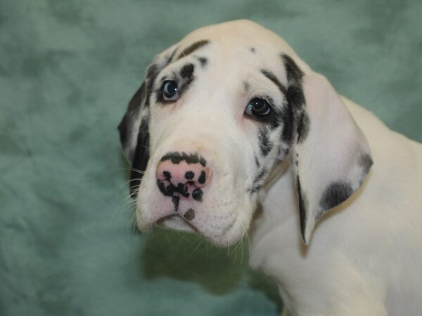 Great Dane DOG Male Black / White 18743 Petland Dalton, Georgia